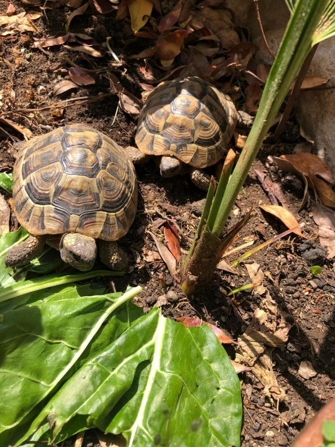 Tortoise Apartamento Crikvenica Exterior foto